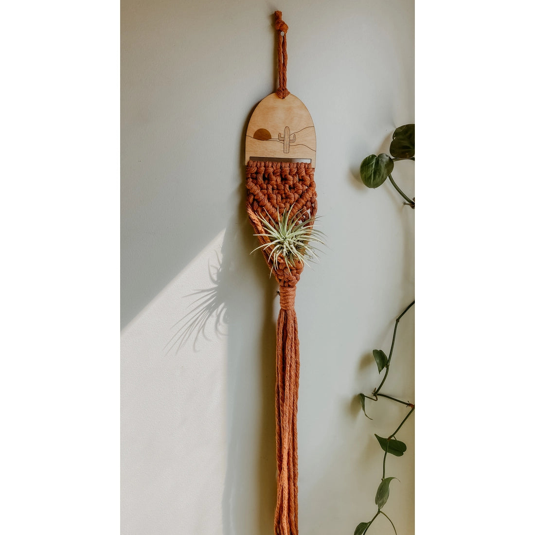 air plant holder